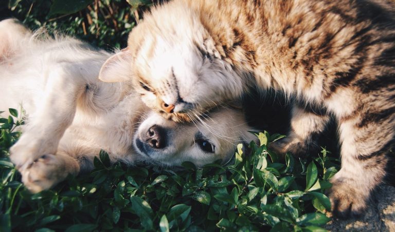 Bien-être Animal L'Importance des Soins Vétérinaires et de la Nutrition Spécialisée