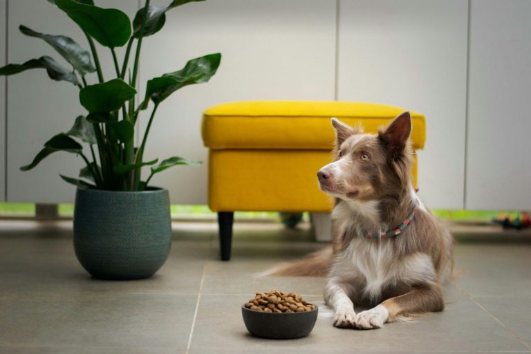 nourriture pour chien