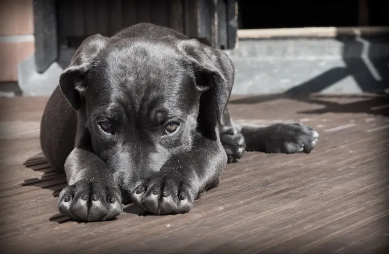 perte d'appétit chez un chien
