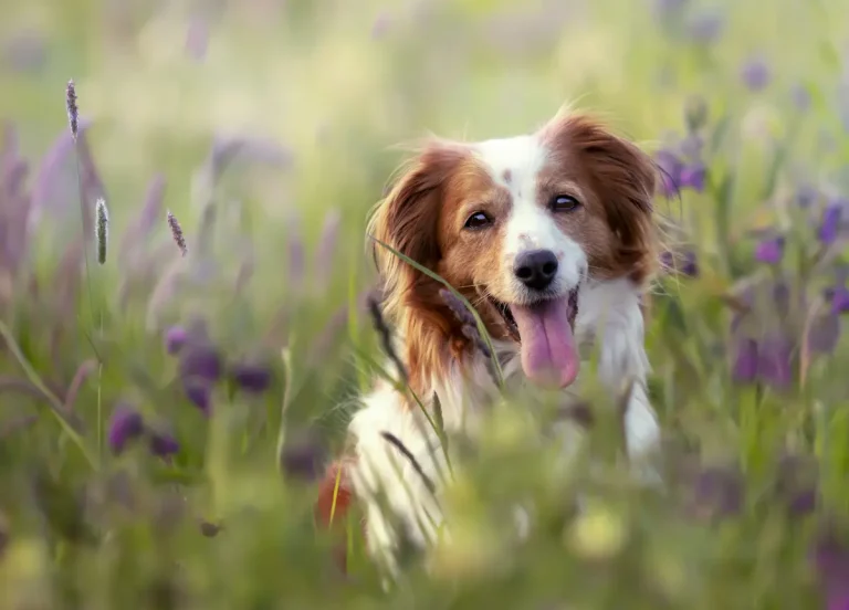 adopter un chien