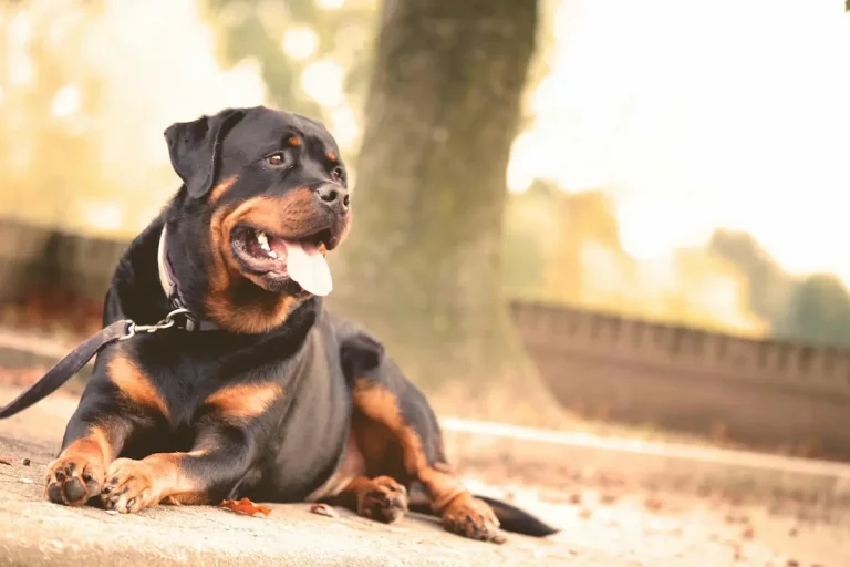 rottweiller