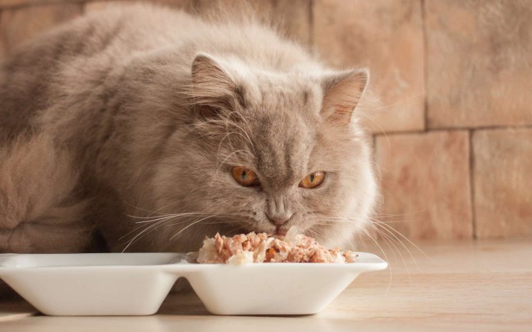 chat gris mange croquettes