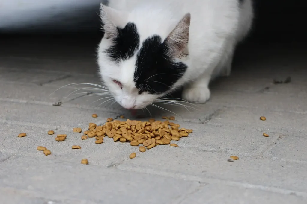 croquettes chats sterilise