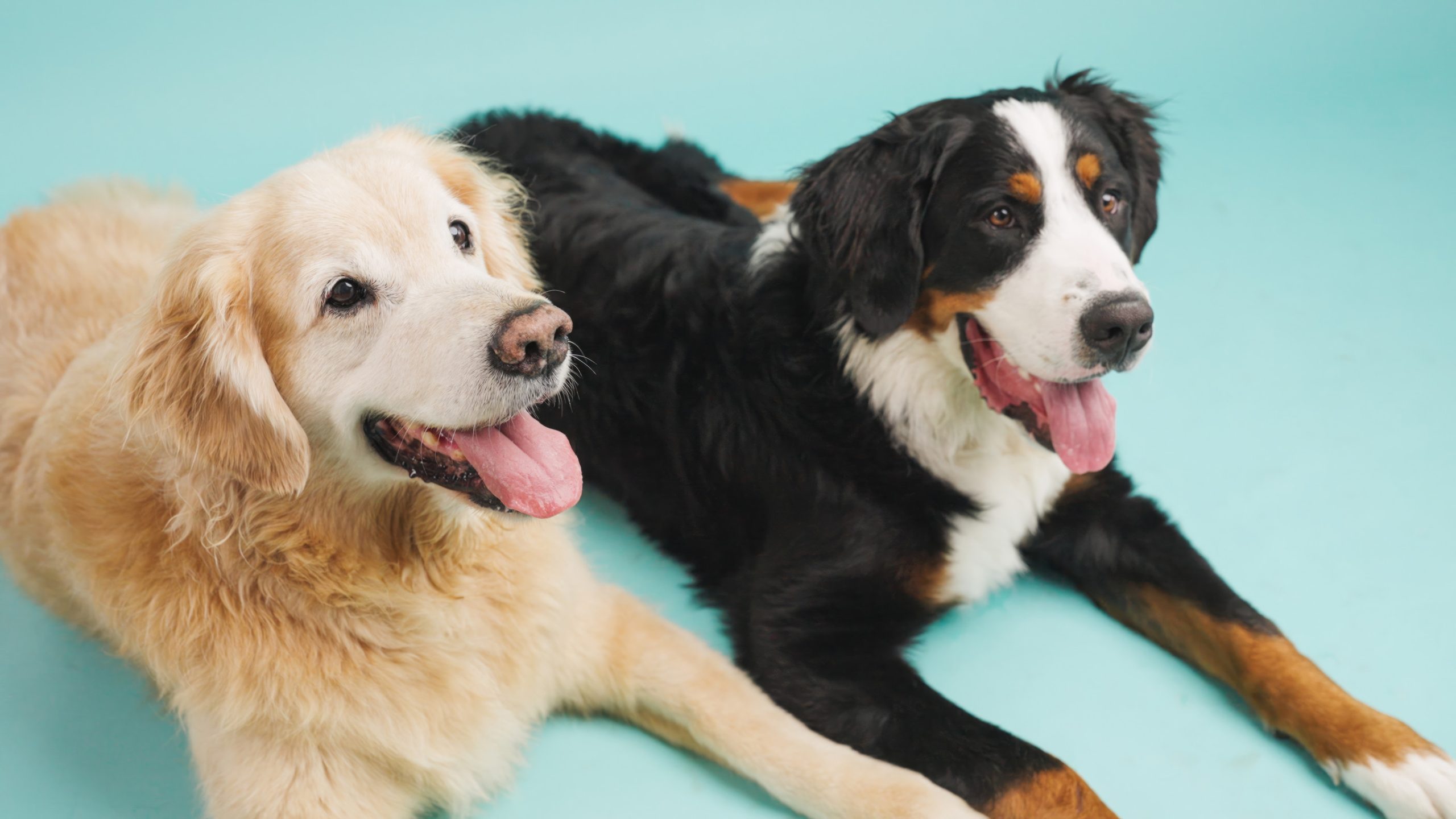 Golden retriever and bernese mountain dog panting on turquoise background