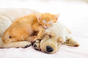 Cat and dog sleeping. Puppy and kitten sleep.