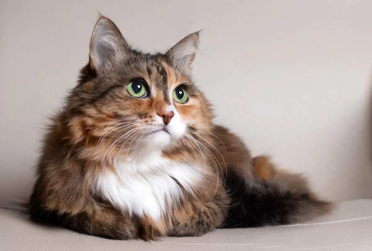 chat en surpoids