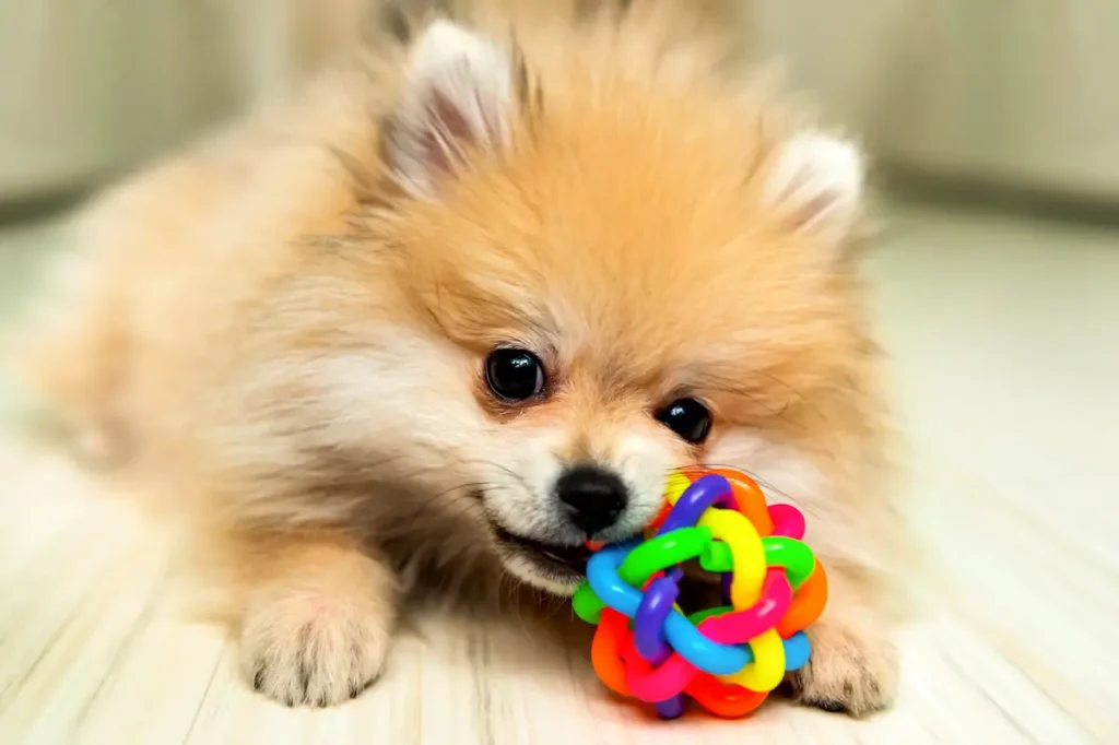 chien qui machouille