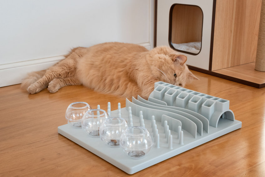croquettes chat surpoids