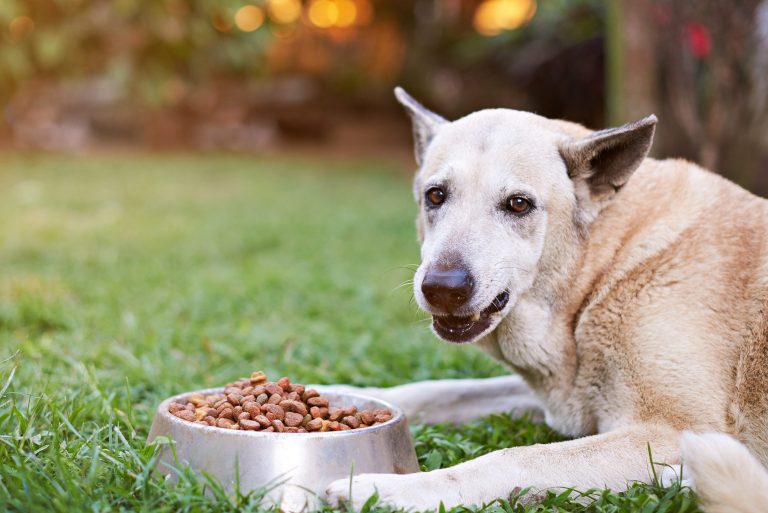 Brown shepherd closeup eating from metal bowl on blur outside background