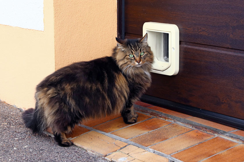 gros chats