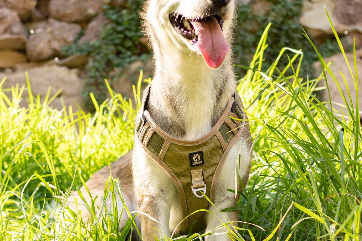 grand harnais chien
