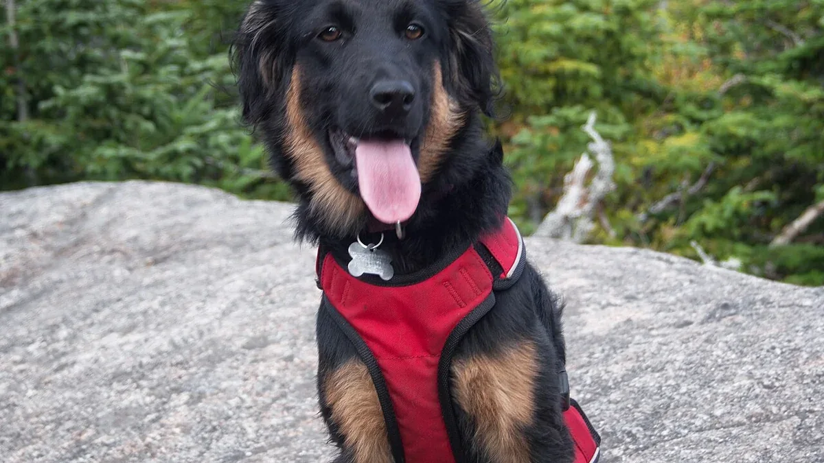 Chien présenté par son auteur comme un possible croisé Berger Allemand et Border Collie, portant un harnais rouge en extérieur