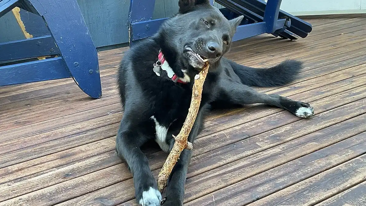 Chien croisé de type berger au repos sur une terrasse en bois, avec un bâton