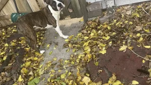 American Bully en extérieur, photographié de profil