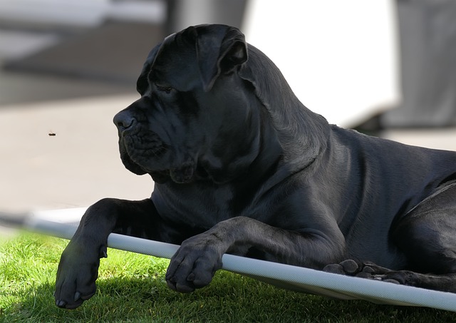 gros chien